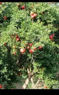 چیدن انار  جمع آوری و اجاره باغ انار هاتون با ما