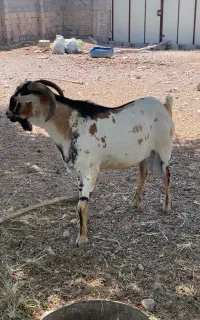 بز نر. نری
