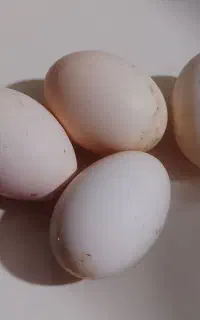 تخم مرغ نطفه دار دارم