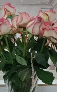 رز طبیعی