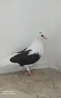 کبوتر