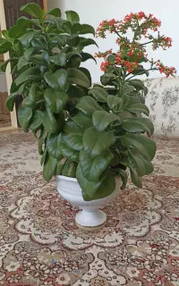 گلهای فوق زیبا