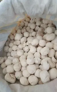 کشک خشک