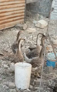 غاز اسرائیلی و  غاز اوکراینی
