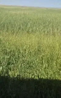 اجاره دادن زمین کاشت یونجه در نگار
