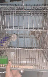 قفس پرنده