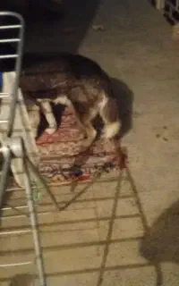 سگ هاسکی حرف گوش کن