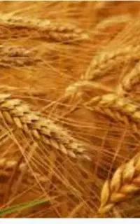گندم بذری کالیفرنیا آمریکایی