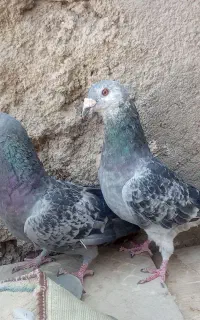 کبوتر
