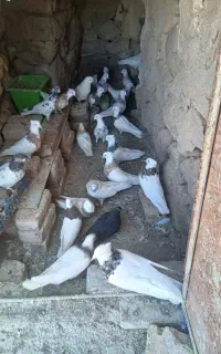 20عدد کبوتر فروشی