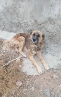 سگ  گله