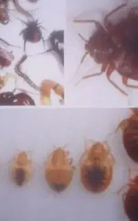 سمپاشی ساس سوسک موش با ضمانت شبانه روزی