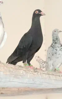 زاغ ماده نوک سفید استثنایی