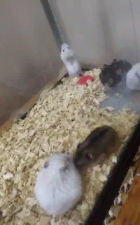 همستر کوچولو کمپل