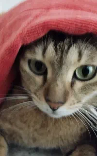 یک عدد گربه خانگی