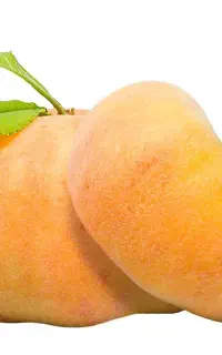 فروش نهال هلو انجیری