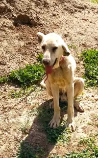 سگ سراب بزرگ