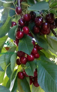نهال های اصلاح شده از یکساله تا پنج‌ساله