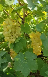 انگور کشمش فقط عمده