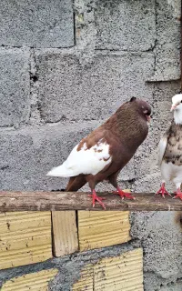 فروش جفت سینه سرخ