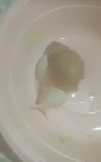 فروش حلزون اچاتینا