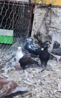 کبوتر