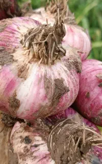 سیر بذر گوگان