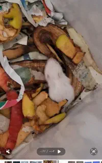 همستر یک جفت با یک بچه ۶۰۰ تمن