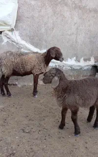 میش زاییده بره درشت بره نر