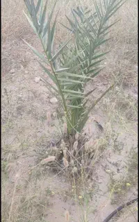 فروش فسیل پیارم