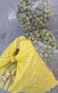 گردو منقا یه دست پوست کاغدی