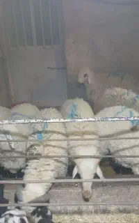 بره نر