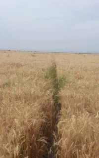 گندم افتاب  بذر۳تن‌کیلو ۶۰تومن
