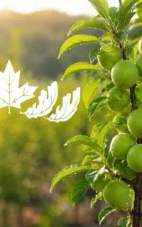 فروش نهال گوجه سبز شهریار