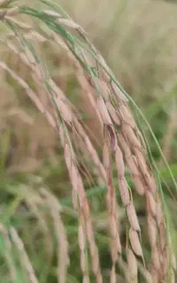 برنج محلی هاشمی