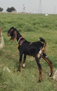 نر بزغاله پلنگی مخصوص اصلاح نژادی