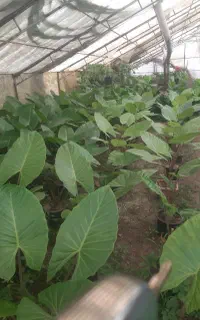 فروش گل بابا آدم و فیکوس وبرگ انجیلی وغیره