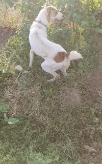 سگ.