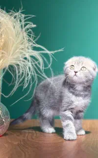 گربه بریتیش و اسکاتیش