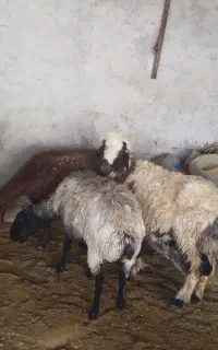 میش
