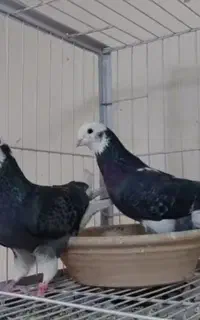 کفتر پریشی درجه یک