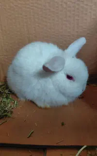 توله خرگوش لوپ