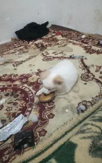 فروش سکه کوچیک