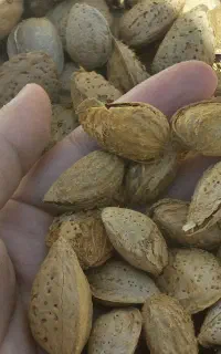 بادام کاغذی و اجیلی