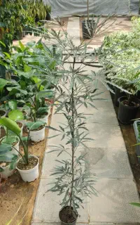 کارگر ساده هستم
