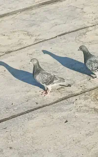 کبوتر