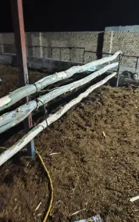 کود‌گاوی  بار گاو