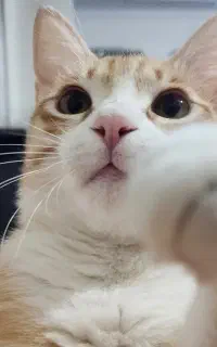 واگذاری گربه نر نارنجی (ده ماهه) - عقیم شده - DSH