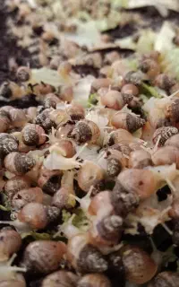 حلزون آچاتینا