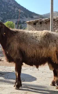 فروش دو عدد قوچ